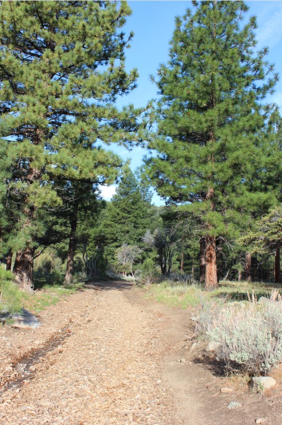 Horse Trail