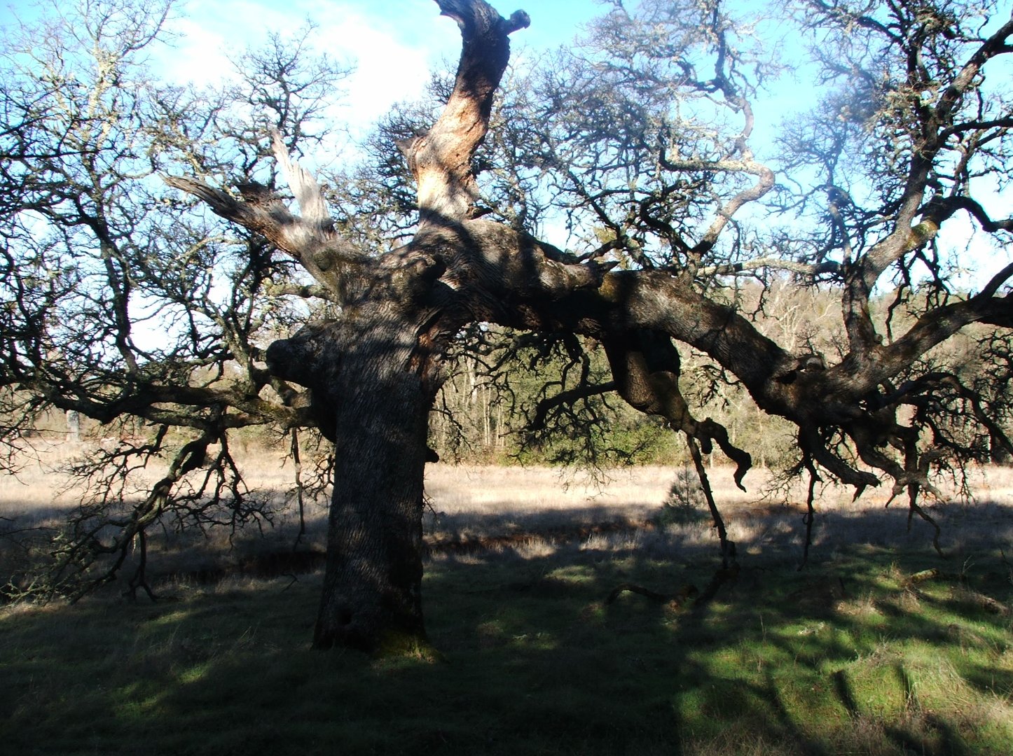 Old tree near the start