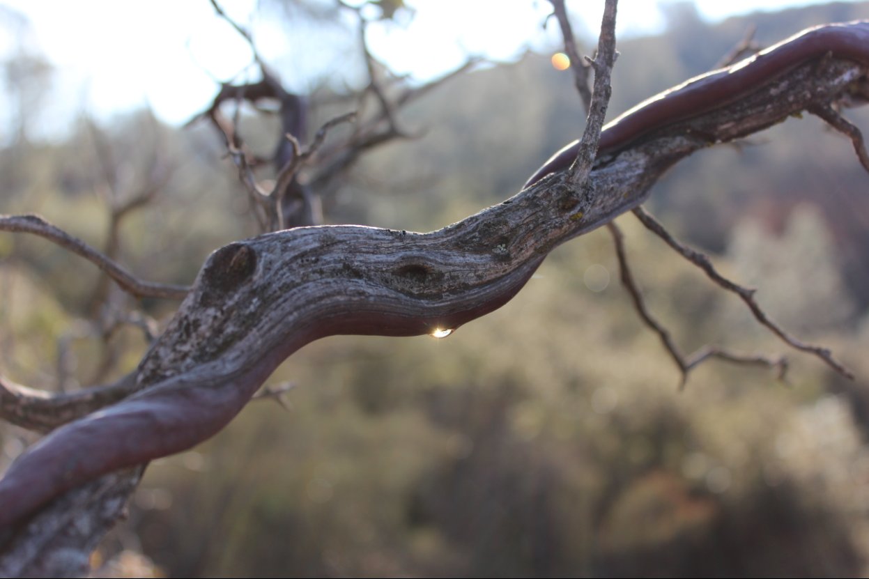 Morning dew on a tree