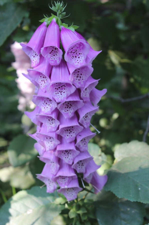 Foxglove