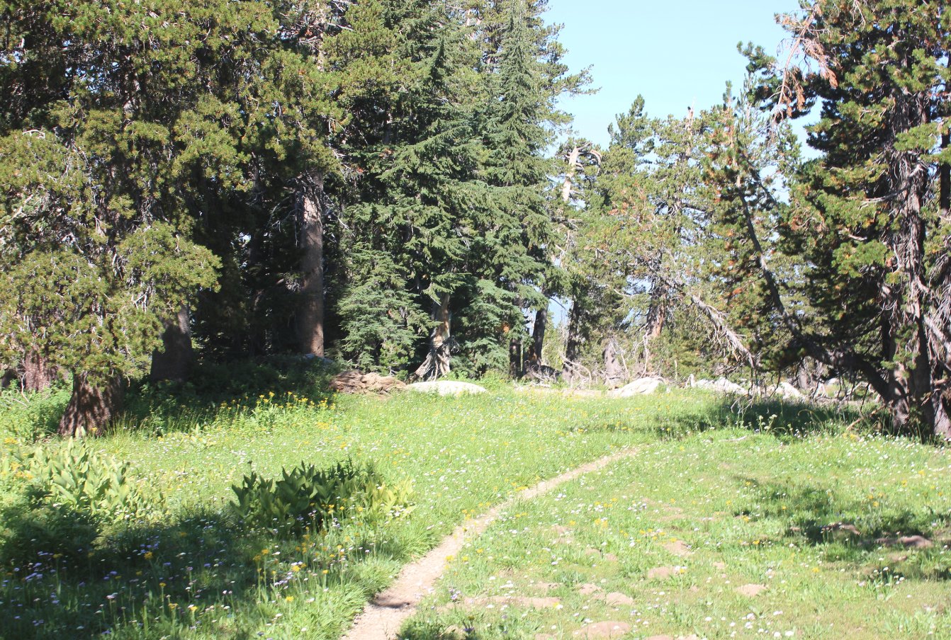 Heading up LRT trail
