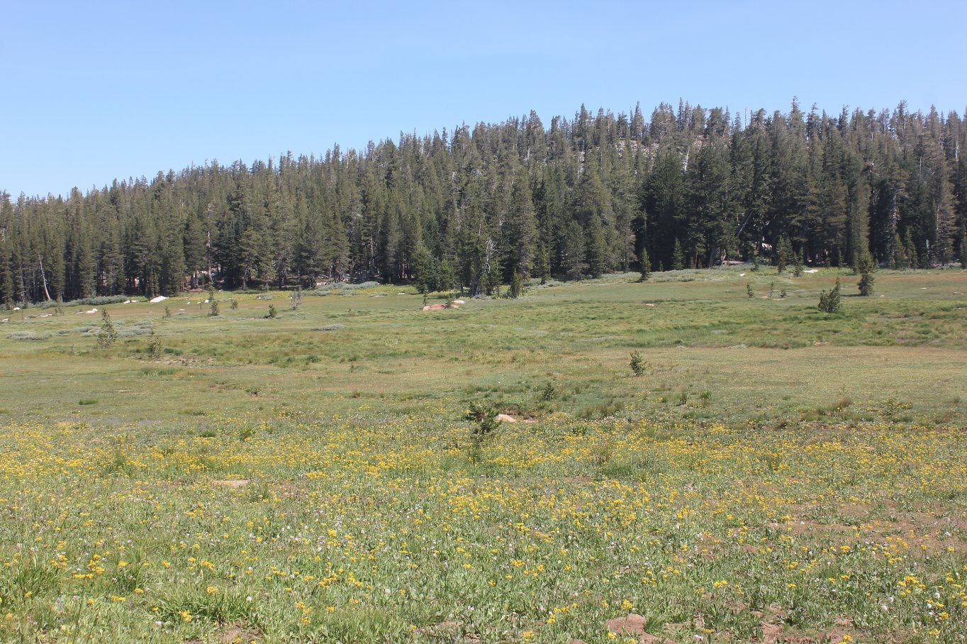 Unnamed meadow