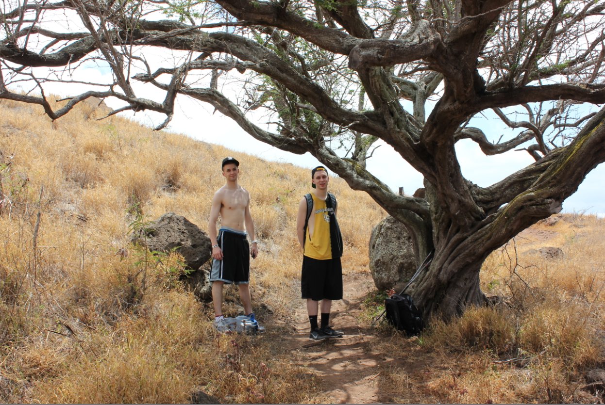 Keawe Tree