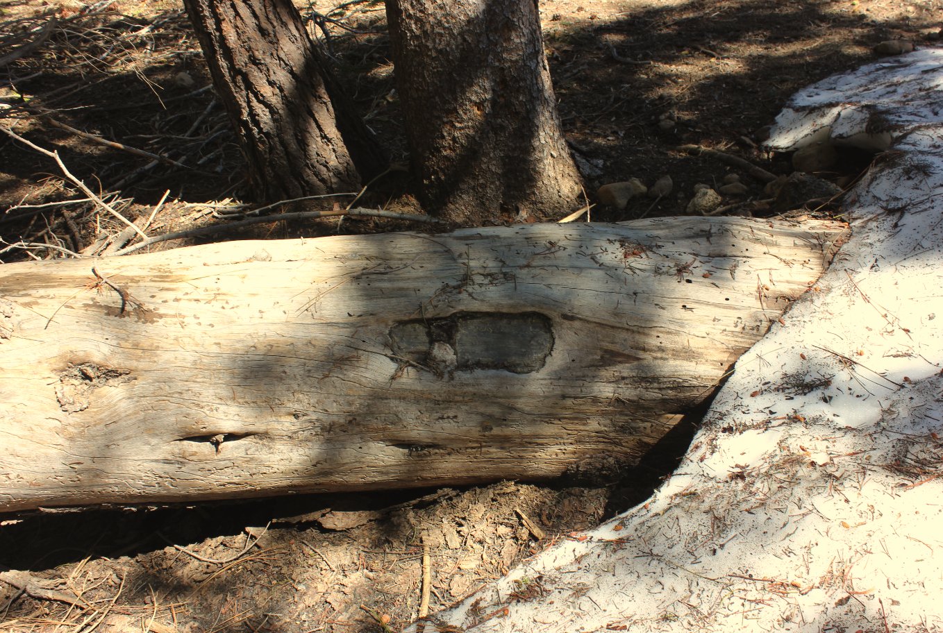 Blaze tree down