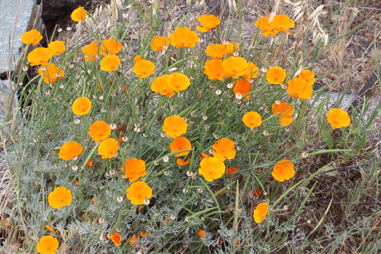 Poppies