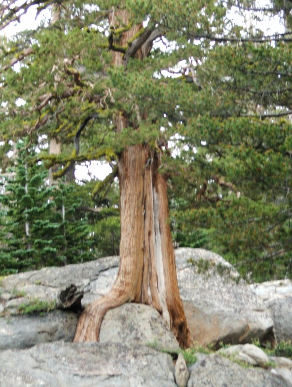 Tree along trail