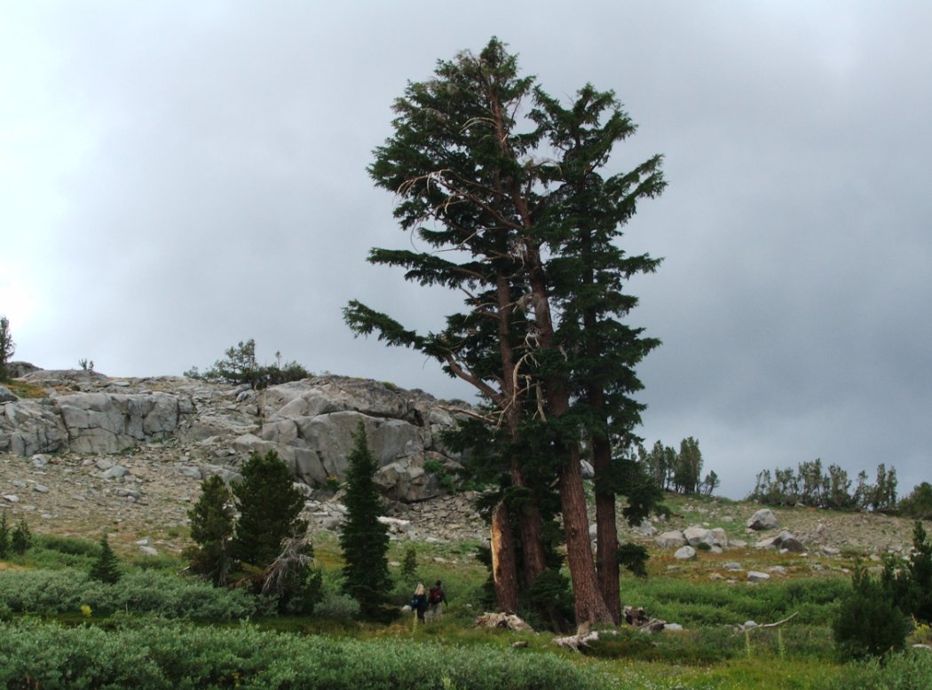 Cache site