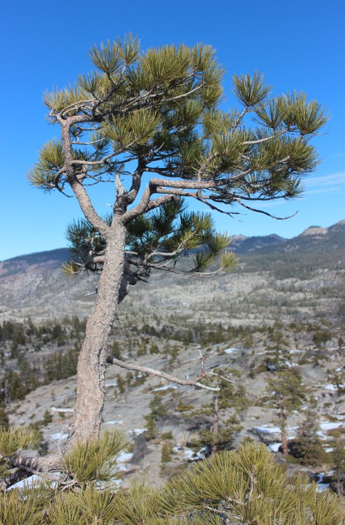 Solitary Tree