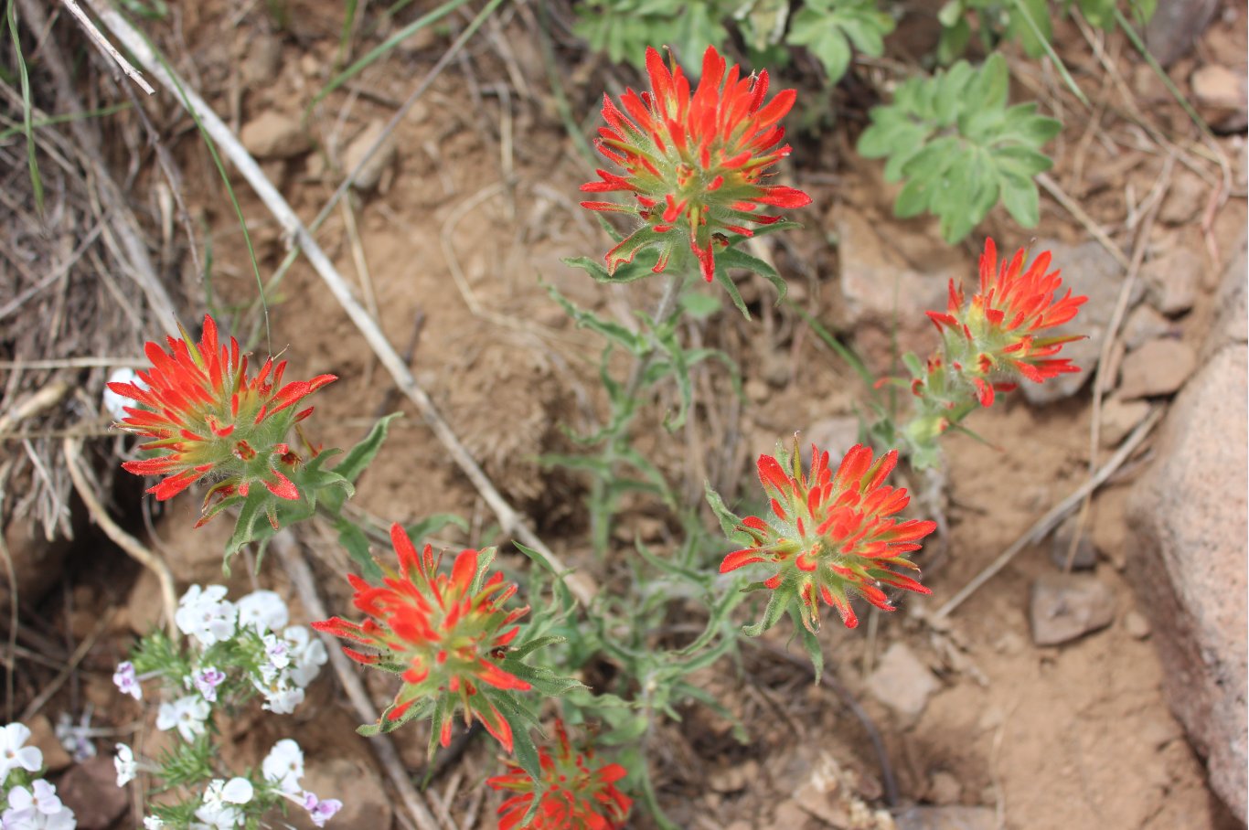 Wildflowers on the way