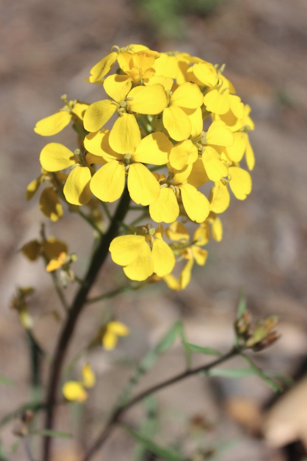 Wildflowers amongst the Aspen