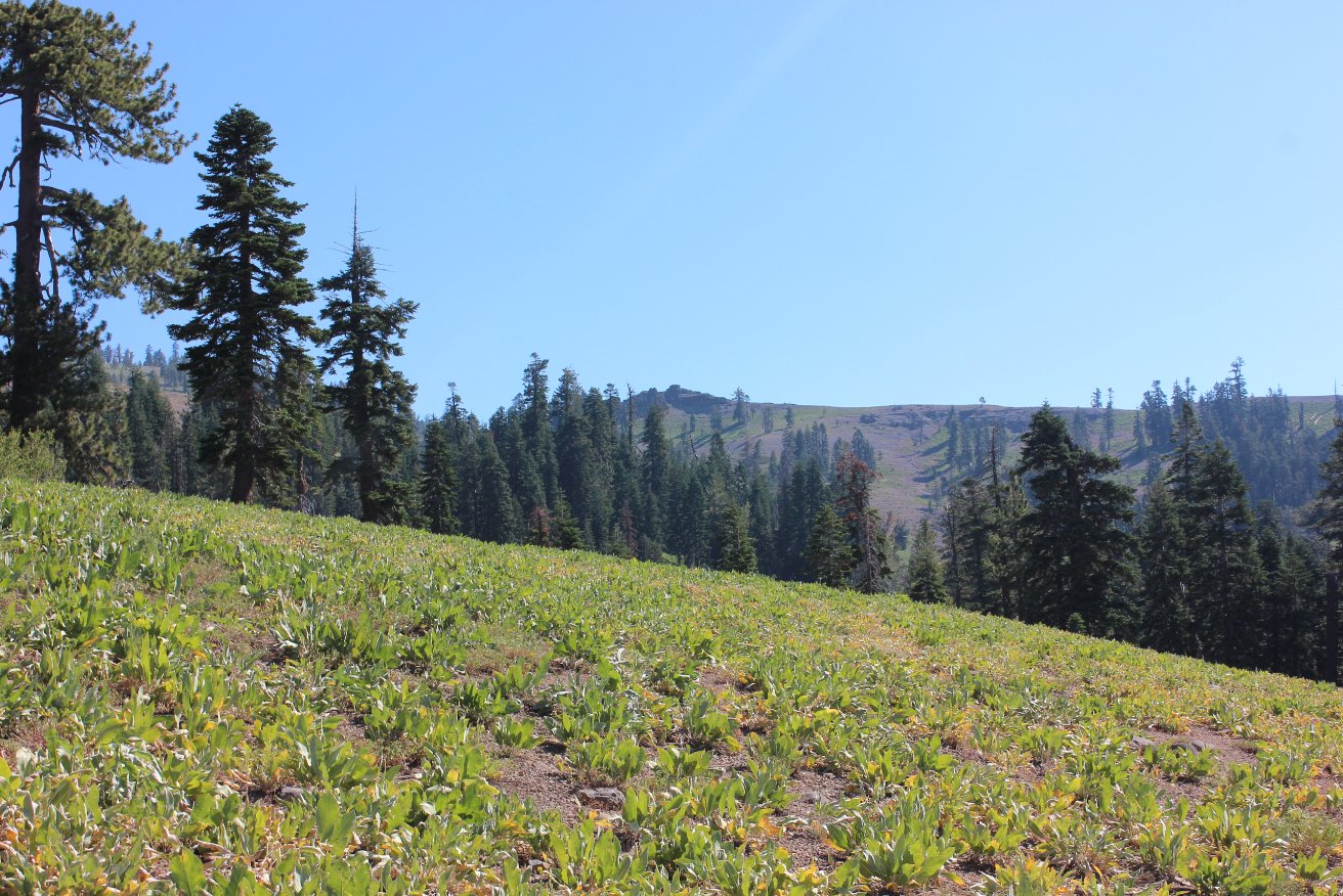 Ridgeline