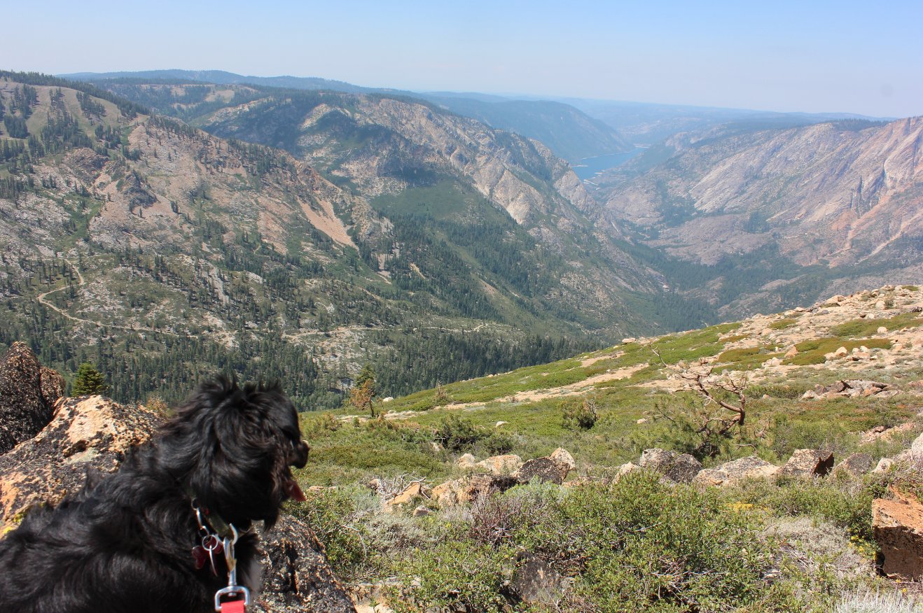 Tahoe enjoying the view