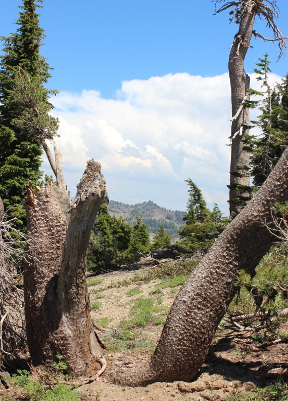 Interesting Tree