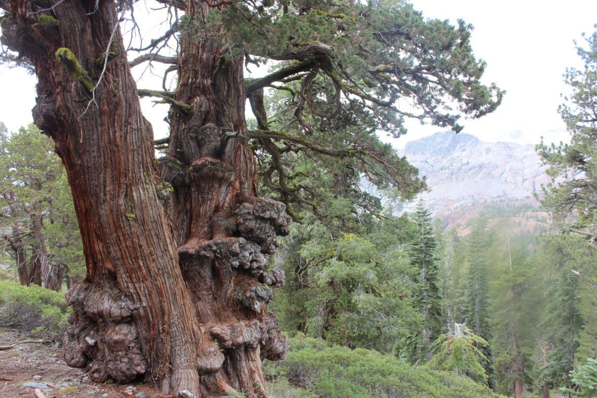 Knotty pine along the trail