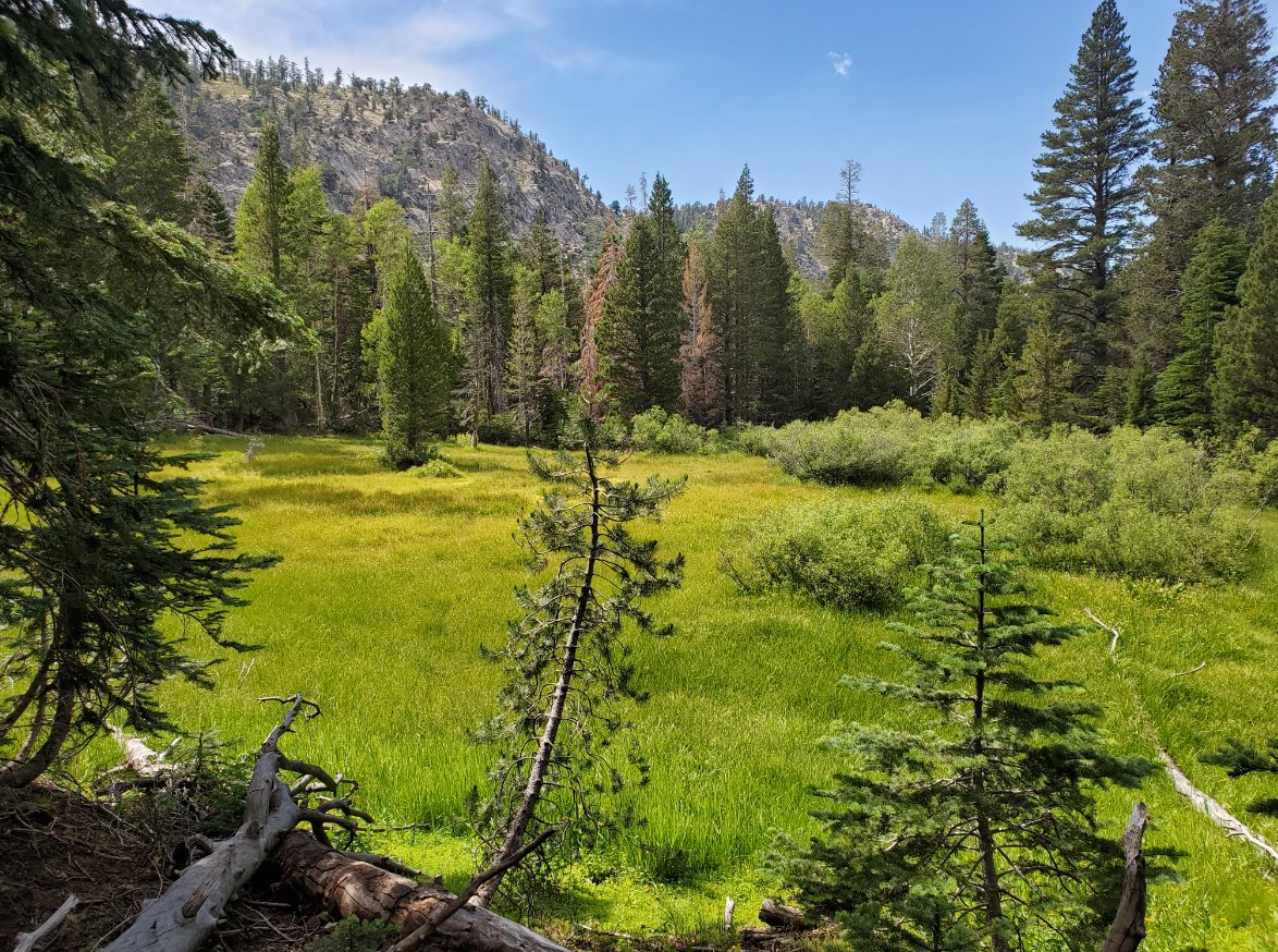 Meadow