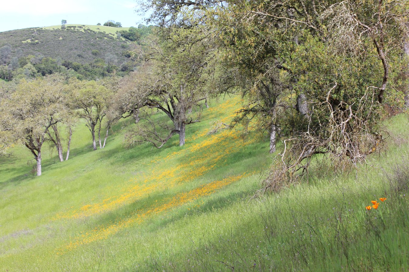 Early spring