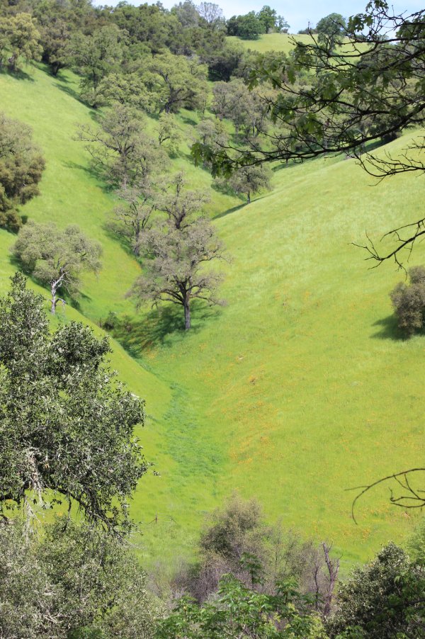 Green ravine