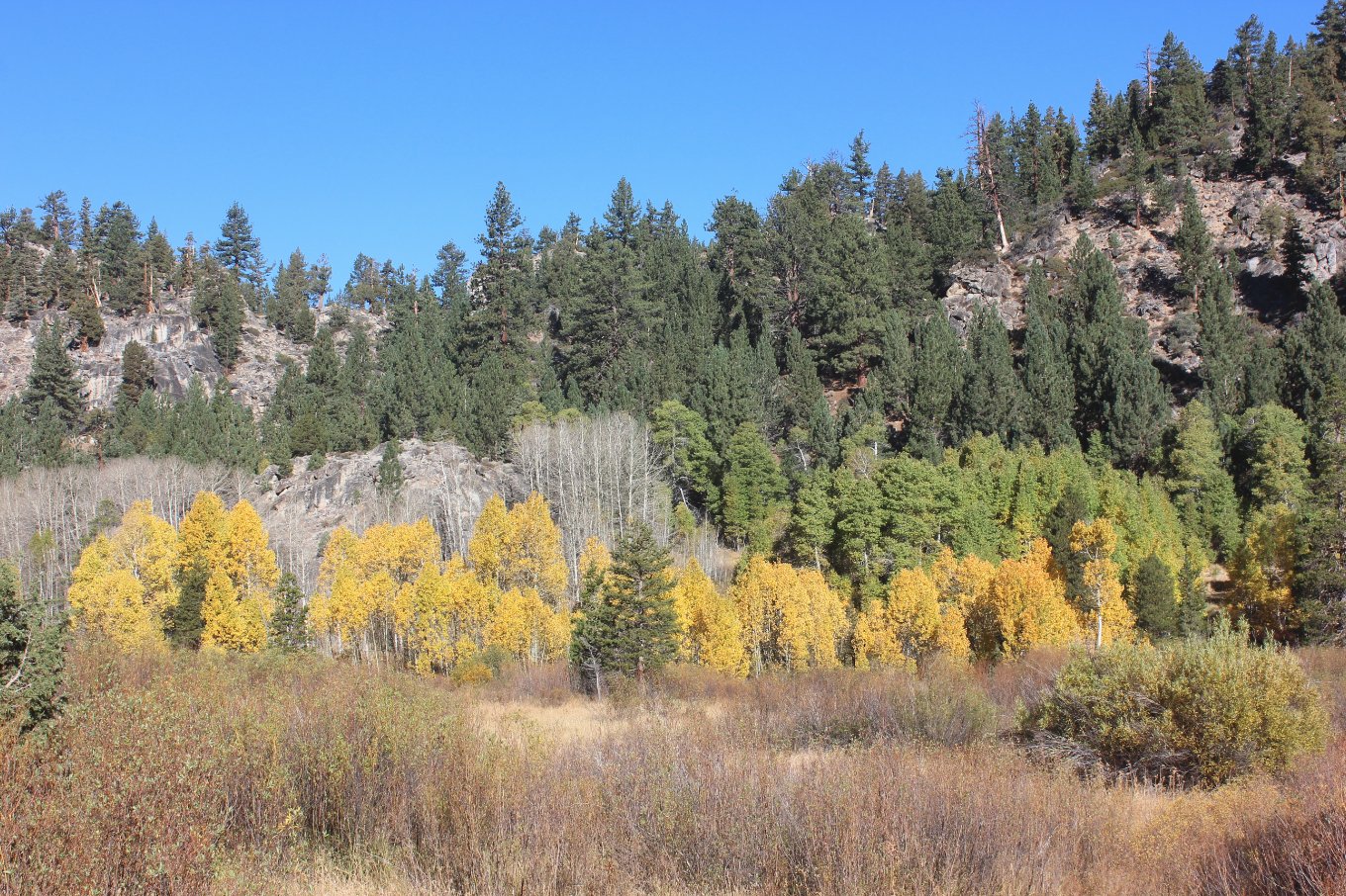 Color at the start