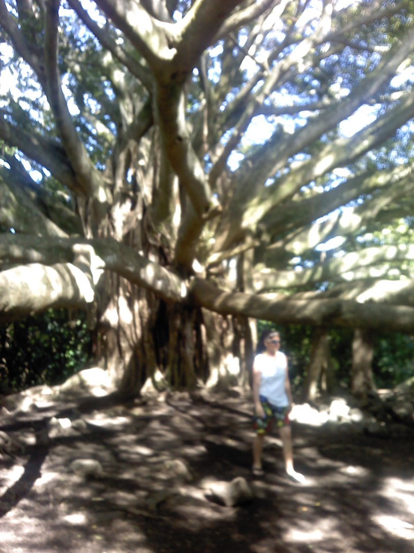 Banyan tree