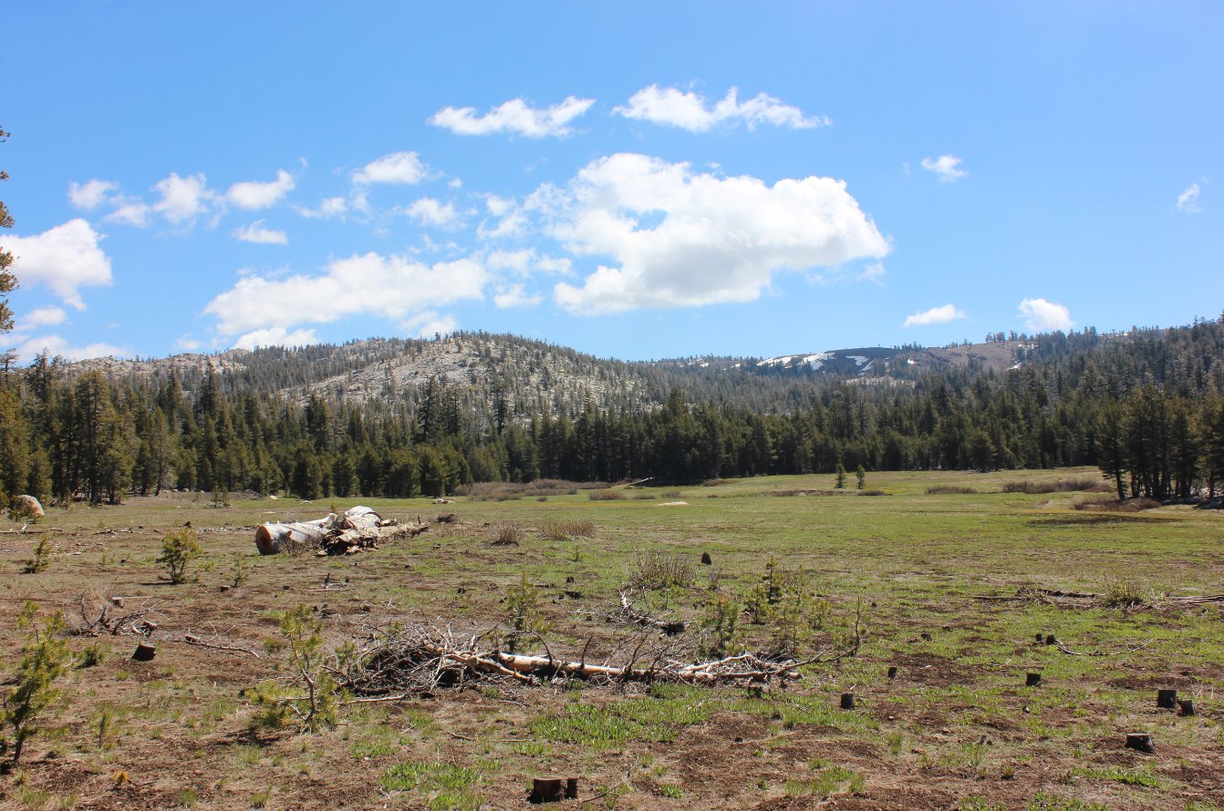 Allen Camp Meadow