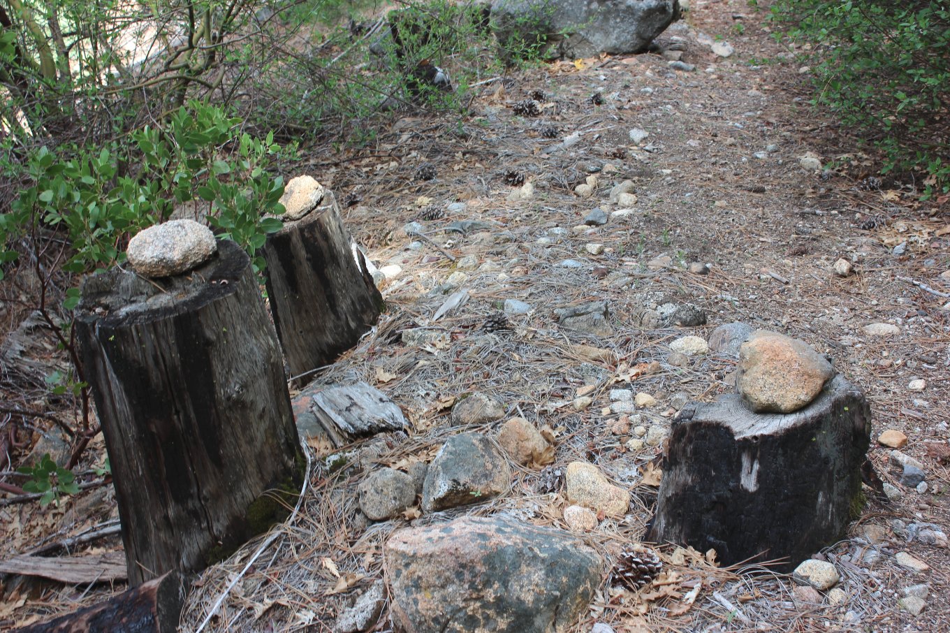Rock trees