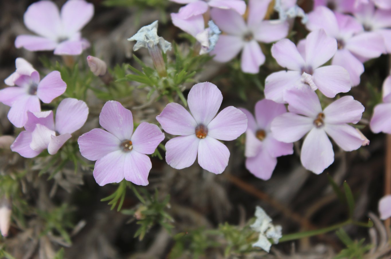 Wildflowers