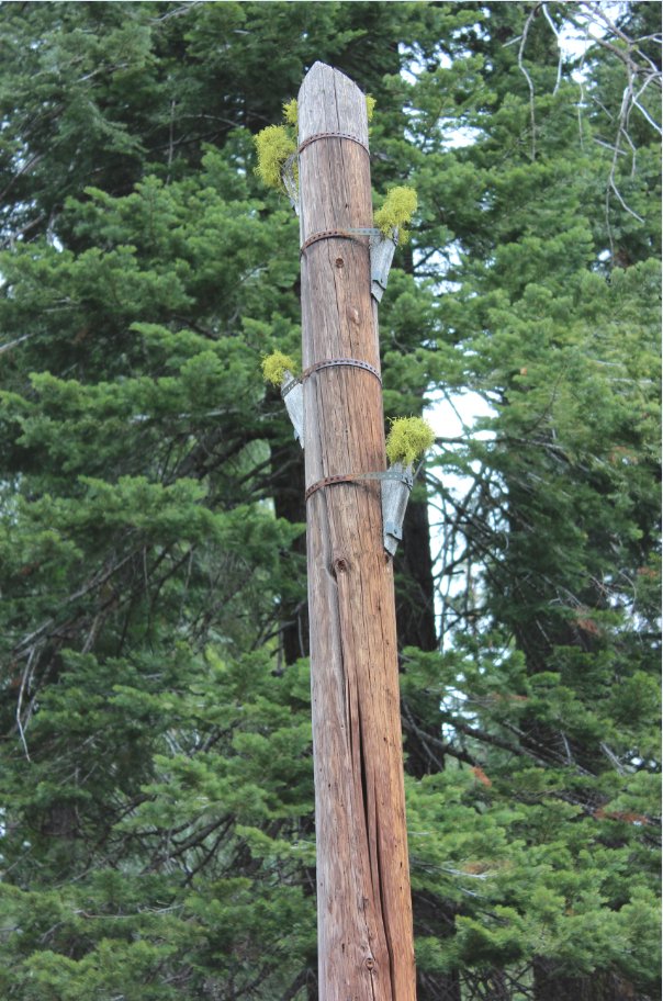 Telegraph pole