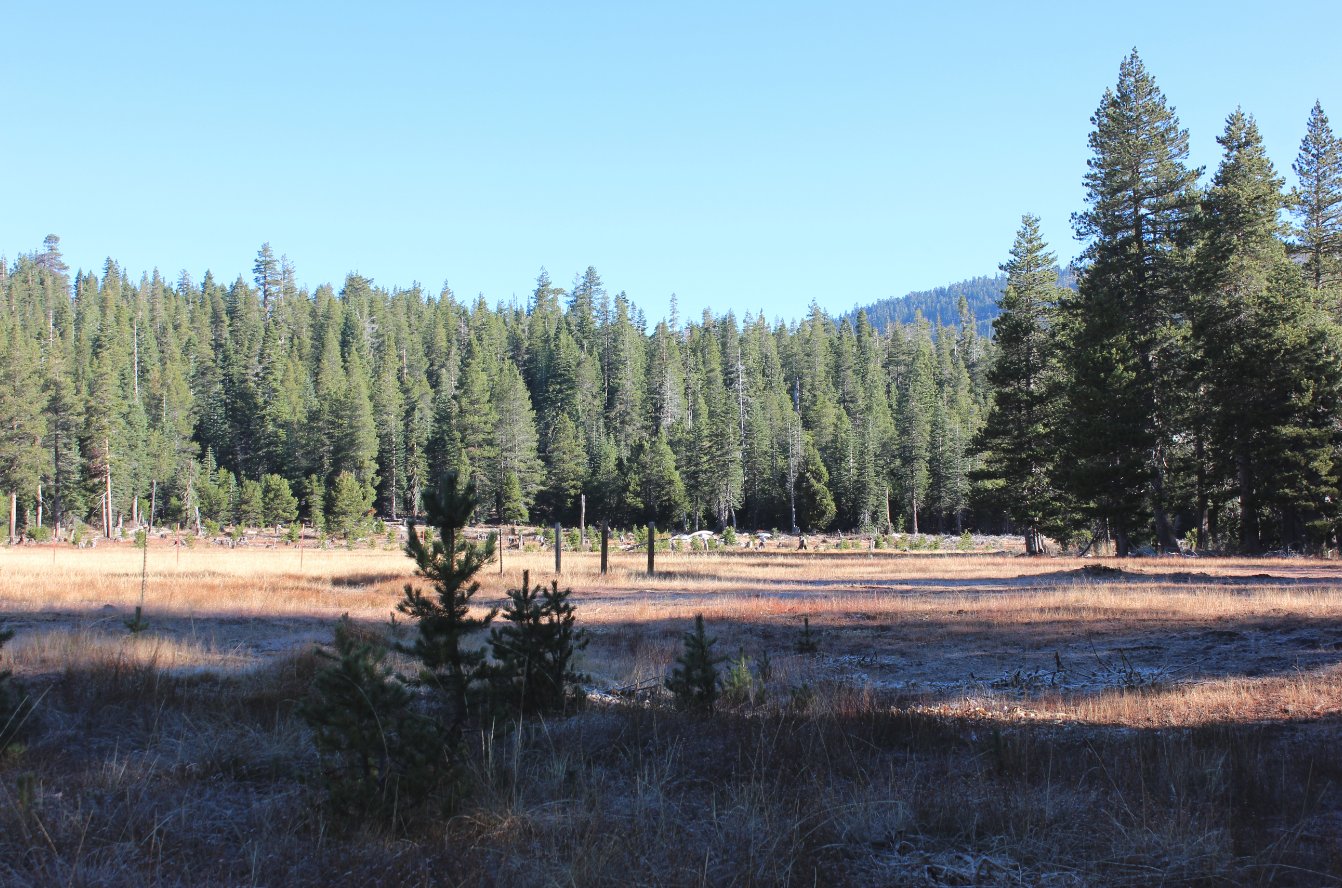Open meadow