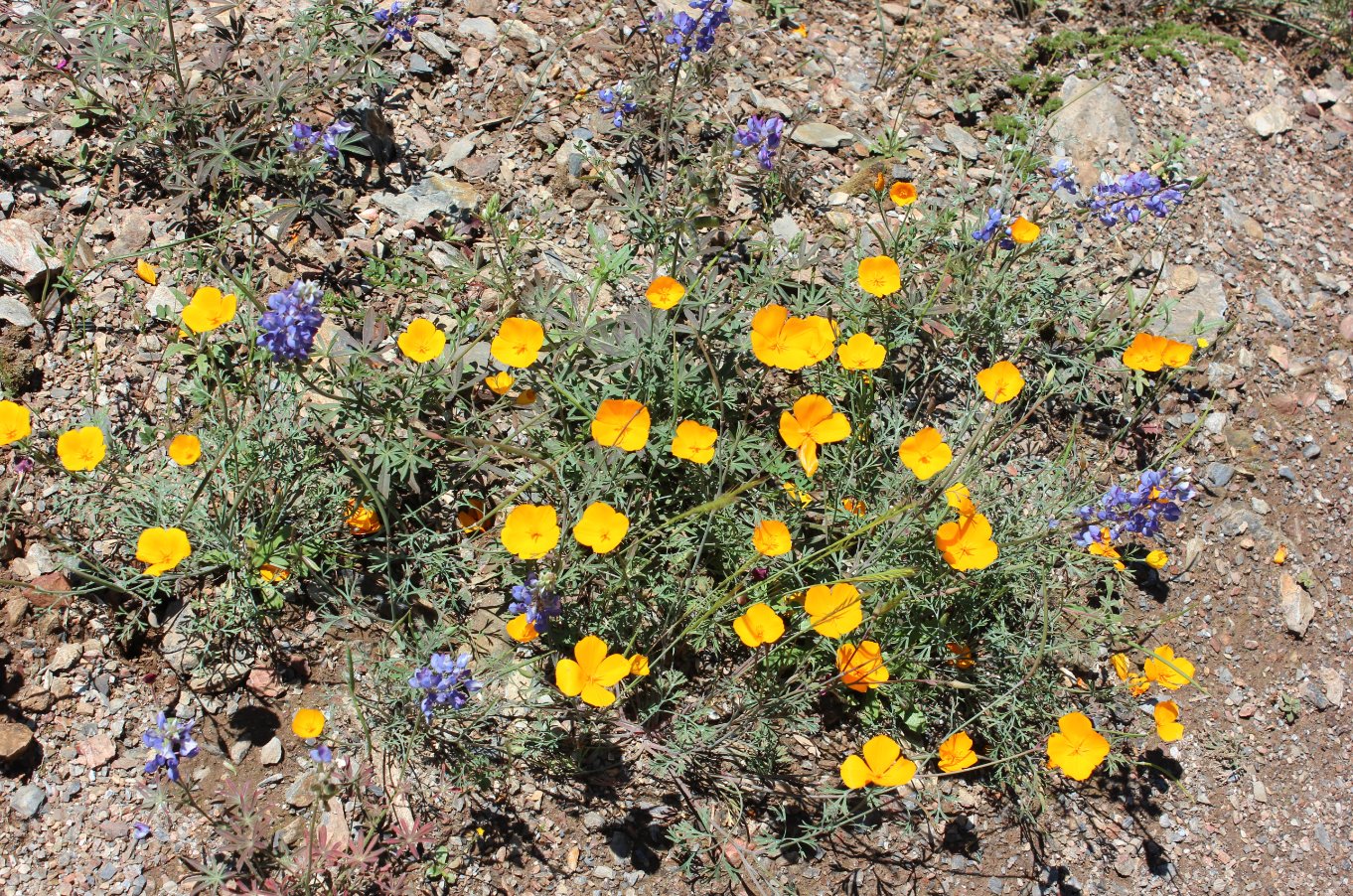 Poppies