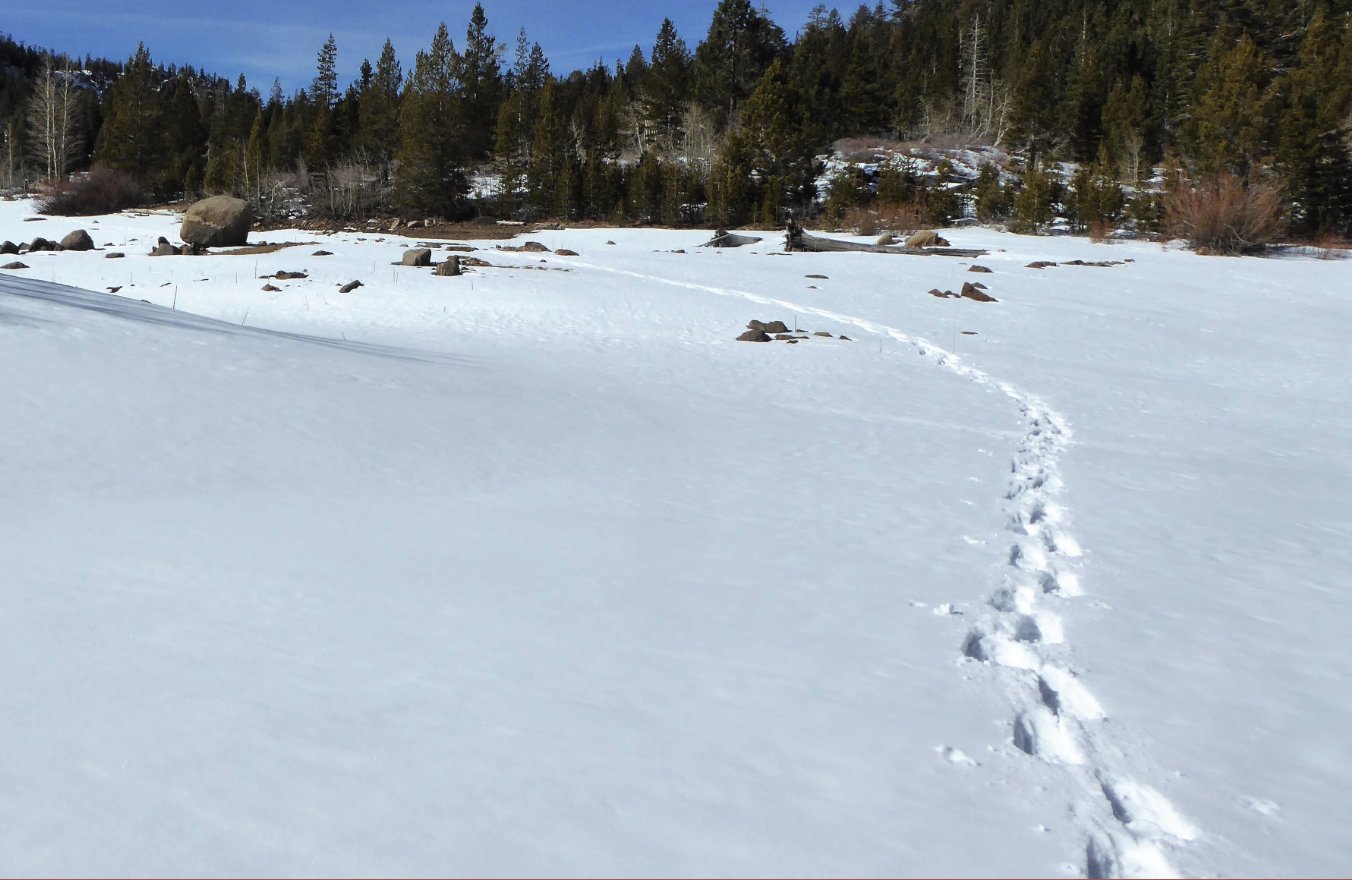 Our tracks
