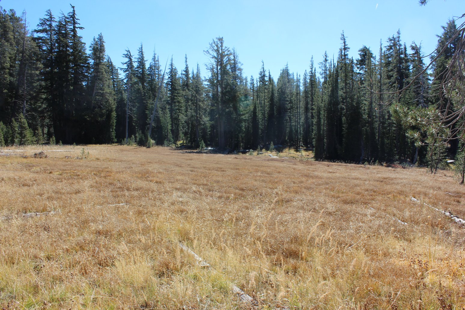 Bryan Meadow