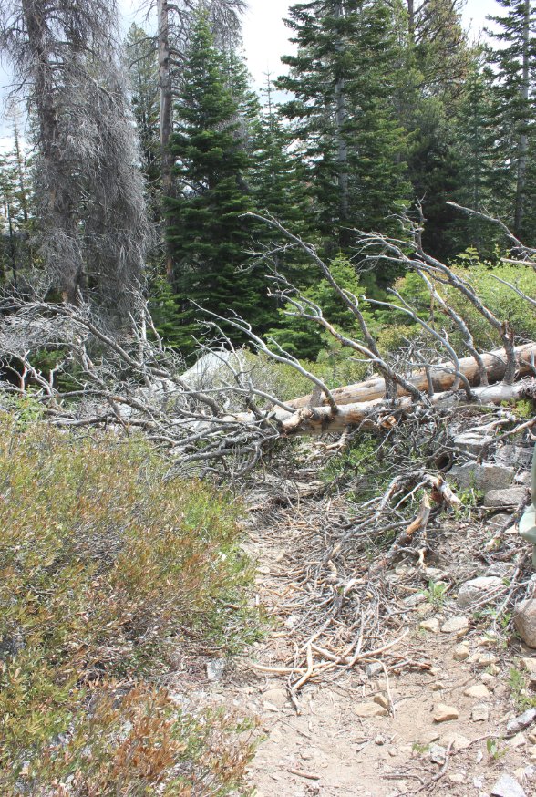 Trees down