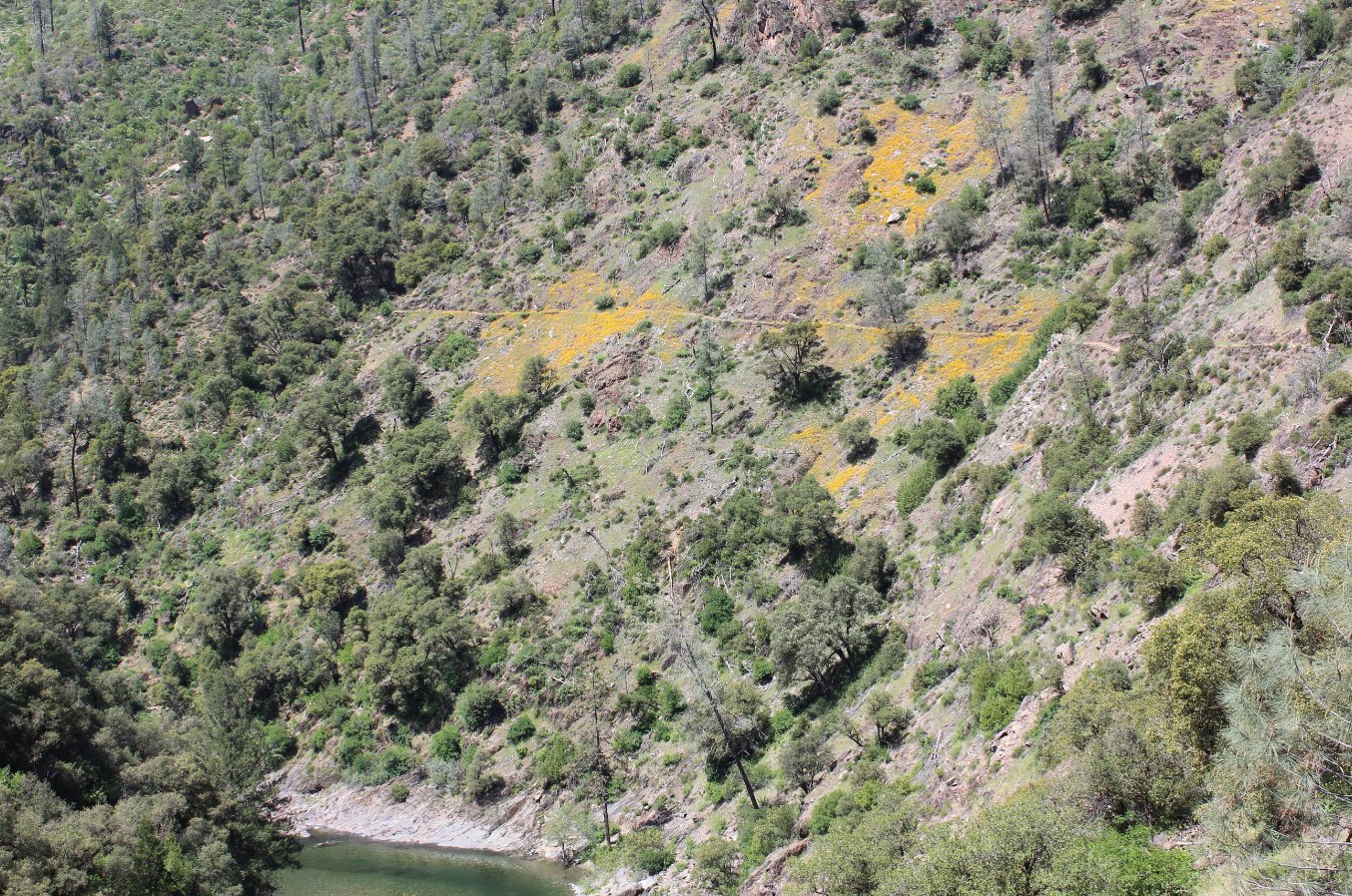 Looking at the wildflowers lining the hillside