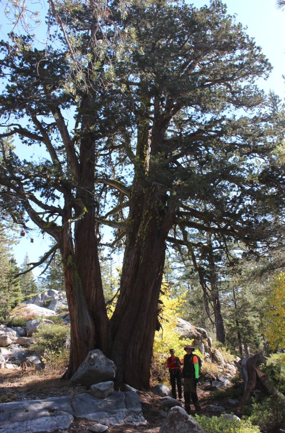 Impressive tree