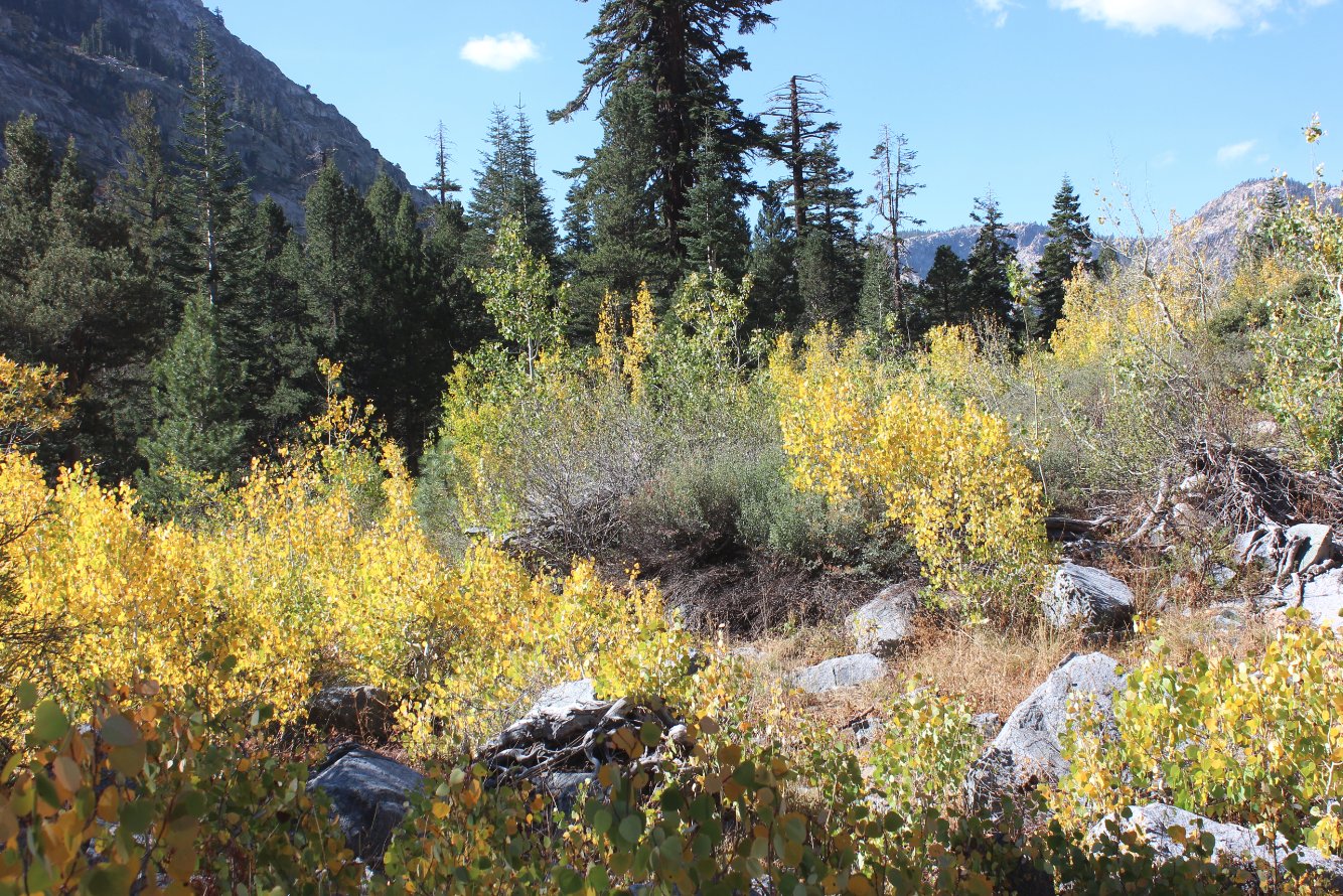 Fall colors