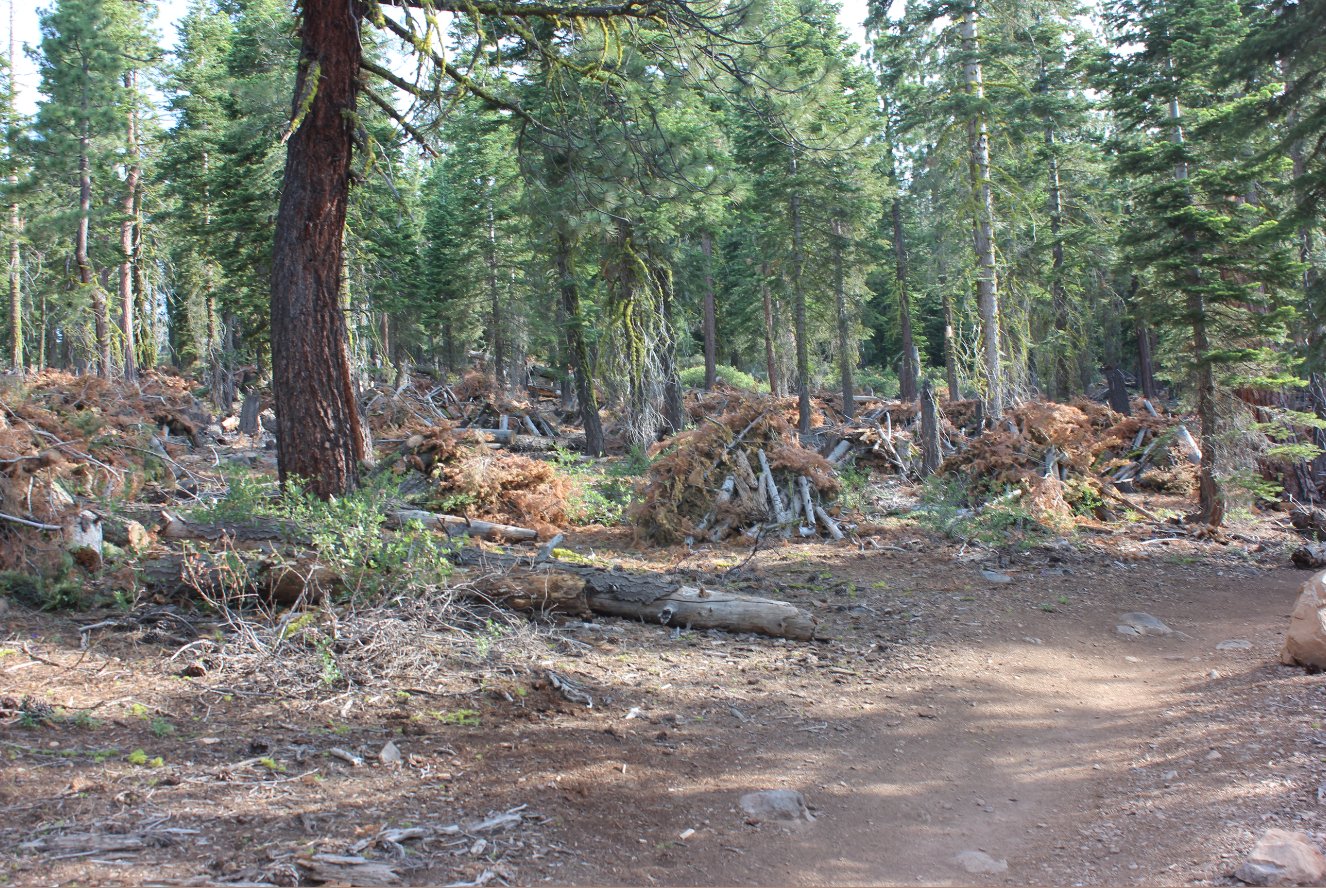 Cleared brush