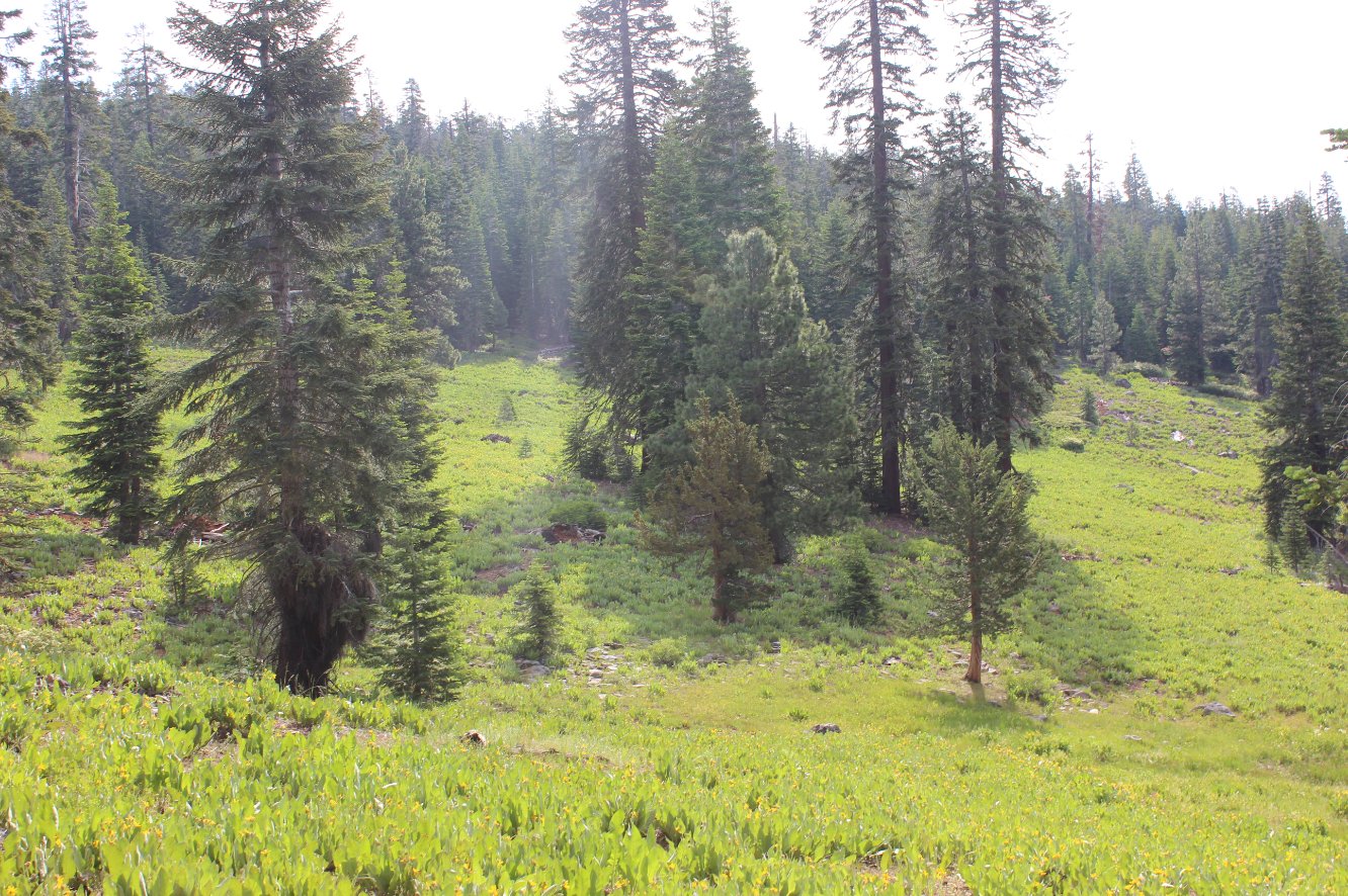 Mule Ear Meadows