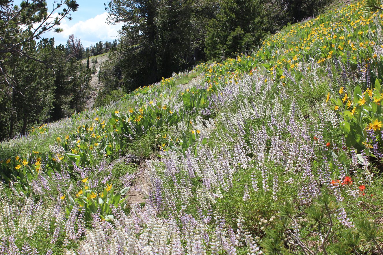 More Wildflowers