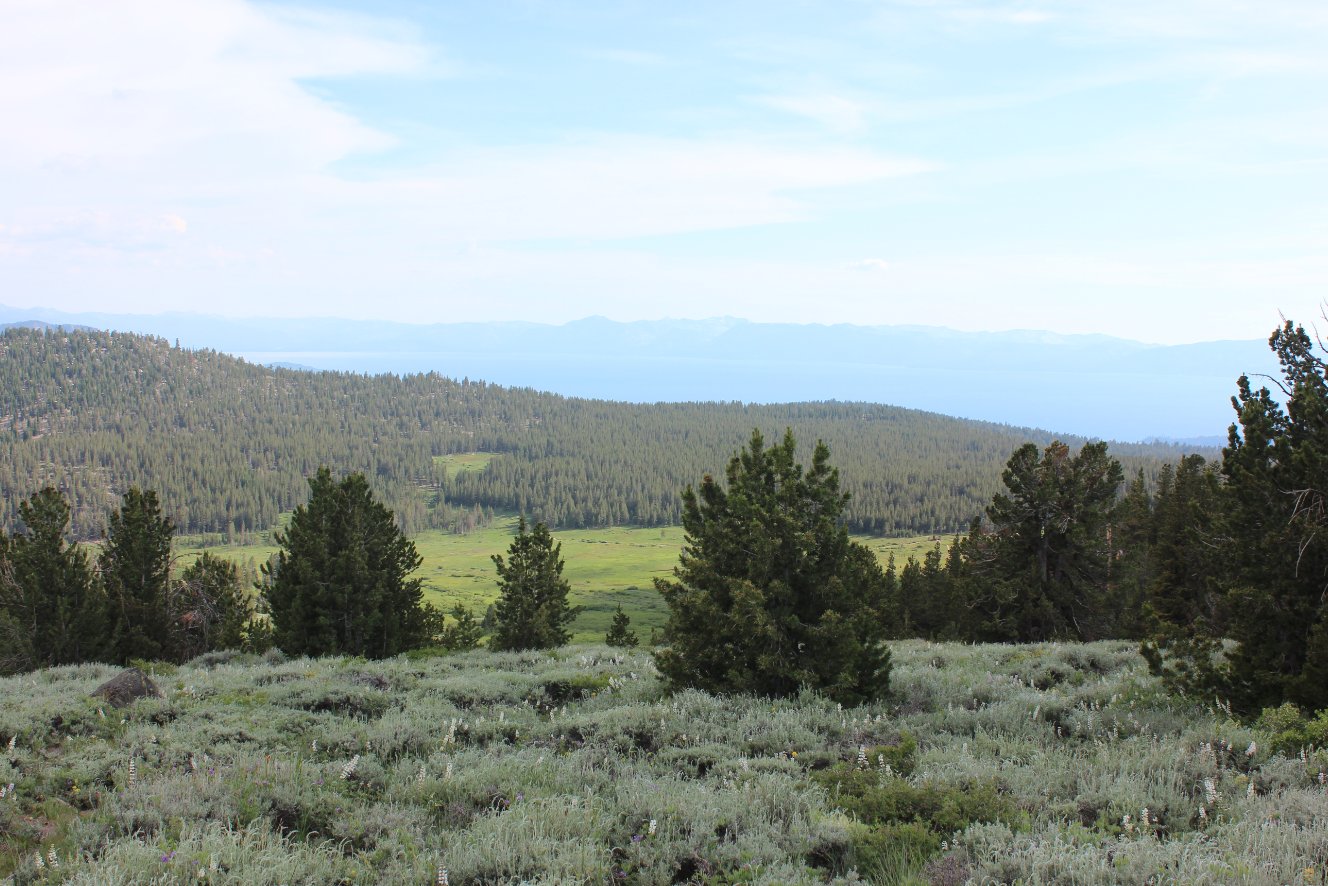 Tahoe Meadows