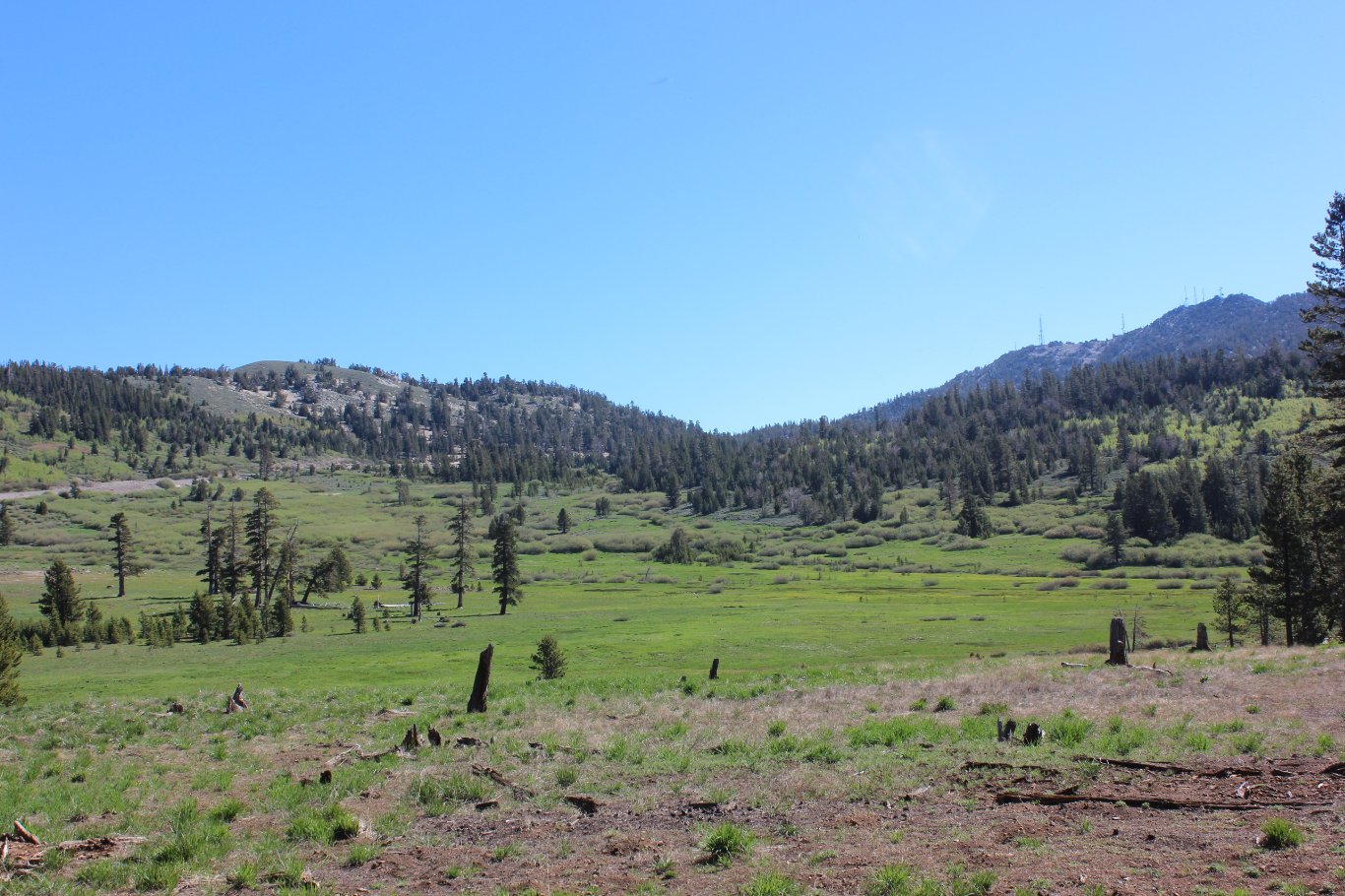 More meadow