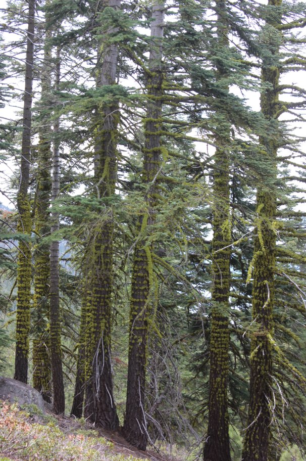 Interesting moss growth