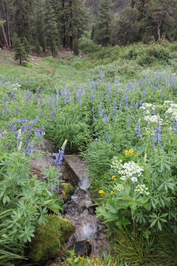 Wildflowers from a spring