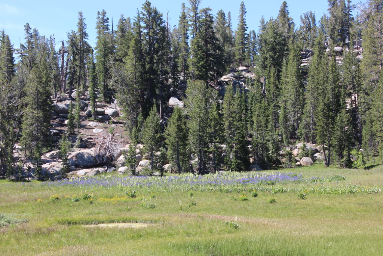 Camping Meadow