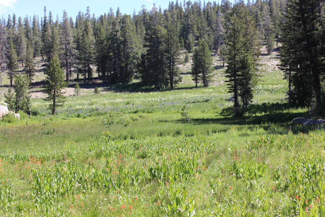 Third Meadow