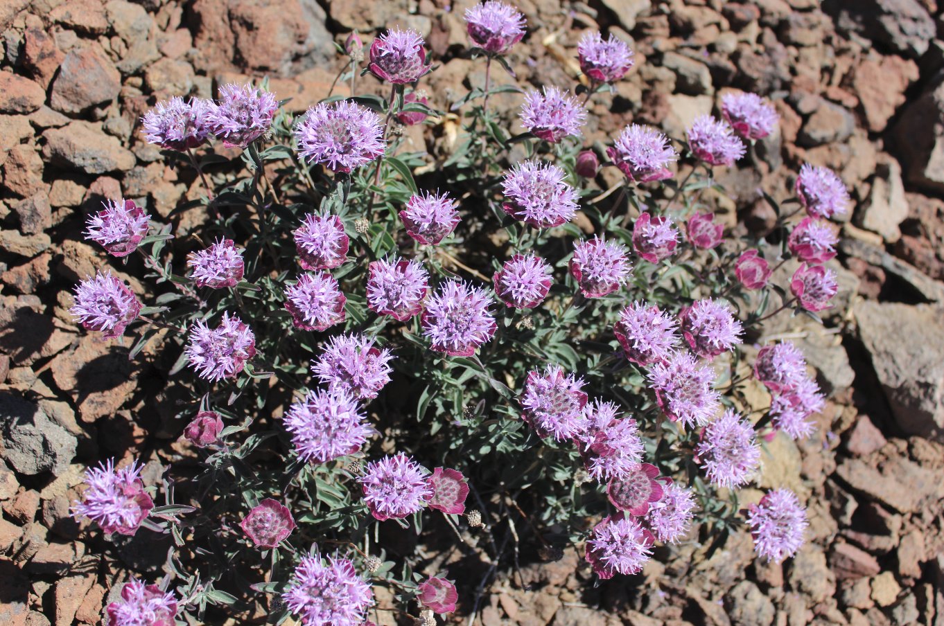 Wildflowers