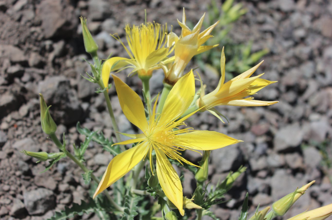 More amazing wildflowers