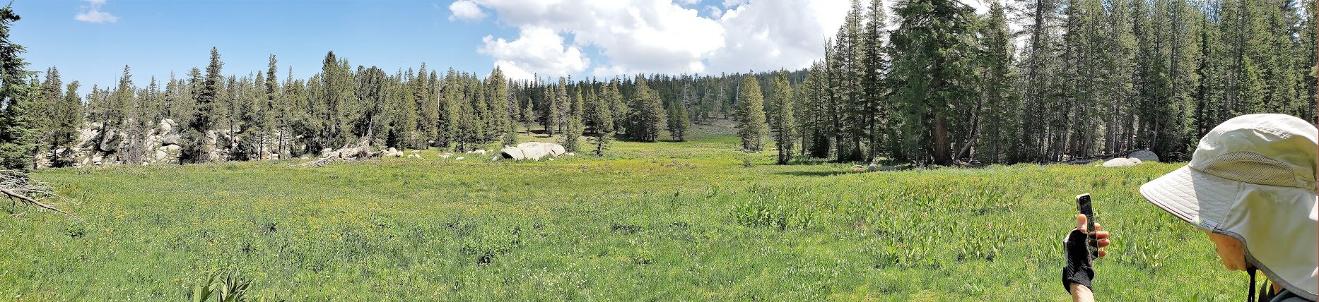 Meadow