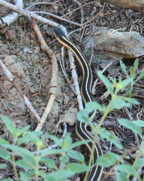 Wildlife