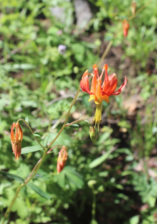 Columbine