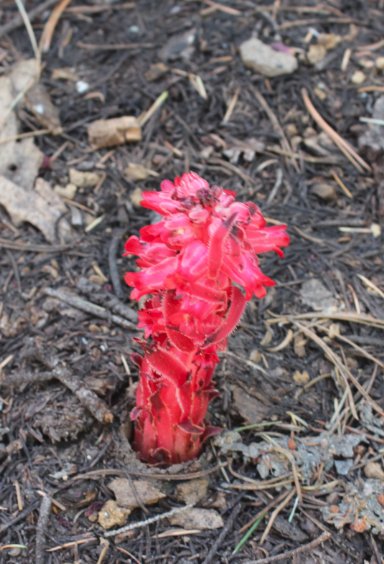 Snow flower